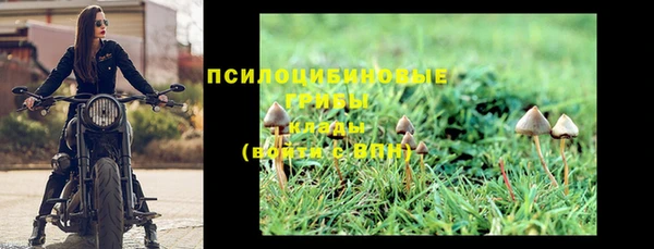 прущие грибы Магадан